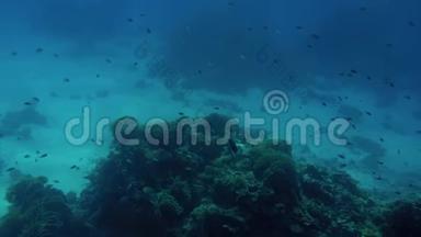 海底美丽珊瑚礁的4k视频。 五颜六色的鱼儿游来游去